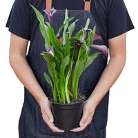 Person holding a potted plant with green leaves and purple flowers, wearing a dark apron.