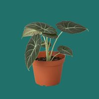Potted black velvet Alocasia plant with green leaves in a terracotta pot on a green background.