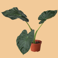 Potted plant with large green leaves on a peach background from House of Agave.