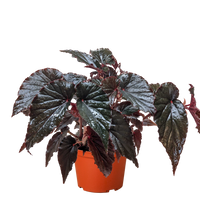 Begonia rex-cultorum 'Black Magic'