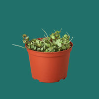 Green potted plant in a terracotta pot on a white background
