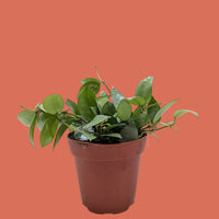 Potted plant on a white surface with a peach background by House of Agave.