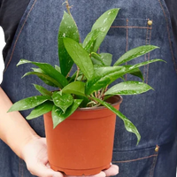 Person holding a potted plant with green foliage from House of Agave.