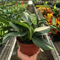 Person holding a potted plant in a greenhouse with various plants in the background from House of agave.