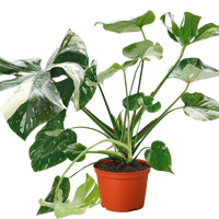 Monstera 'Thai Constellation'