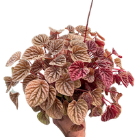 Pilea peperomioides plant with red and green leaves on a white background from House of Agave.