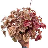 Hand holding a potted plant with variegated leaves on a white background