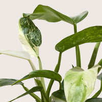Close-up of a green leafy plant with a plain background
