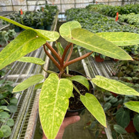 Hand holding a potted plant with green leaves in a greenhouse setting from House of Agave.