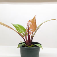 Philodendron erubescens 'Prince of Orange'
