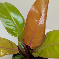 Philodendron erubescens 'Prince of Orange'