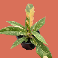 Hand holding a potted plant with green and yellow leaves on a terracotta background by House of Agave.