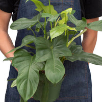 Person holding a potted plant wearing a denim apron on a white background from House of Agave.