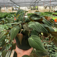 Hand holding a potted plant in a greenhouse setting