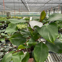 Person holding a potted plant in a greenhouse setting