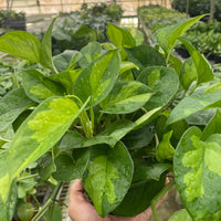 Hand holding a leafy green plant in a greenhouse setting