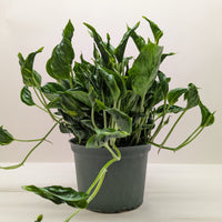Pothos 'Shangri La'