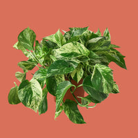 Potted plant with green leaves on a terracotta background by House of Agave.