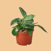 Potted plant with green leaves on a white background