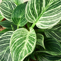 Close-up of a plant with green and white striped leaves.