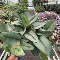 Scindapsus 'Moonlight'