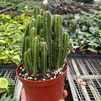 Potted cactus held in a hand with a greenhouse background from House of Agave.