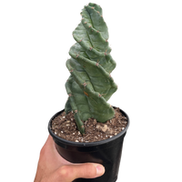 Person holding a potted cactus plant against a white background