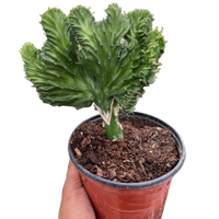 Euphorbia lactea 'Mermaid Tail'