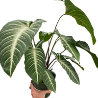 Hand holding a potted plant with large green leaves on a white background