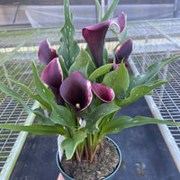 Potted plant with purple calla lilies held by a hand at House of Agave.