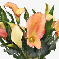 Zantedeschia aethiopica 'Calla Lily'