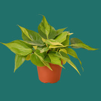 Potted plant with green leaves on a green background from House of Agave.