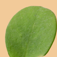 Close-up of a green leaf with a peach background from House of Agave.