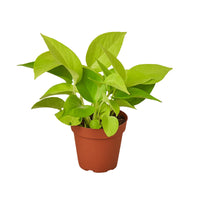Potted neon green pothos plant on a white background from House of Agave.