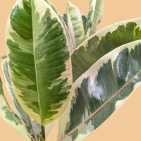 Close-up of a green and yellow leaf with a peach background by House of agave.