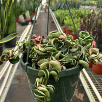 Hanging plant in a greenhouse with other plants in the background by House of Agave.