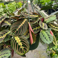 Hanging basket with a colorful leaf plant in a greenhouse setting