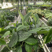 Hanging plant in a greenhouse with other plants and structures in the background