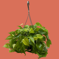 Hanging green plant with a white background