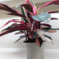 Potted plant with multicolored leaves on a white background