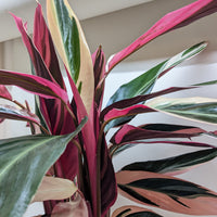 Tricolor houseplant with green, red, and pink leaves indoors.
