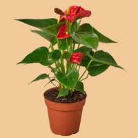 Potted plant with red flowers and green leaves on a white background