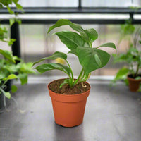 Potted plant with green leaves in a terracotta pot on a white background