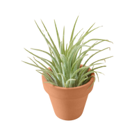Tillandsia ionantha, Air Plant & Terra Cotta Pot