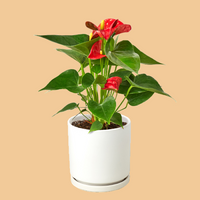 Potted plant with red flowers and green leaves on a white background