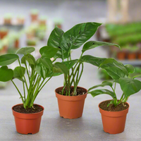 Three potted plants with green leaves on a blurry background from House of Agave