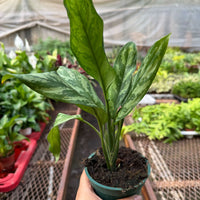 Potted plant held by a hand with a greenhouse background from House of Agave.