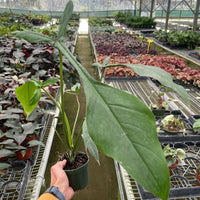 Person holding a potted plant in a greenhouse filled with various plants.