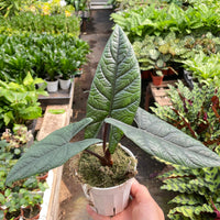 Alocasia longiloba 'Scalprum'