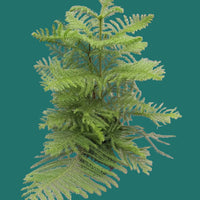 Young evergreen tree on a green at House of Agave.